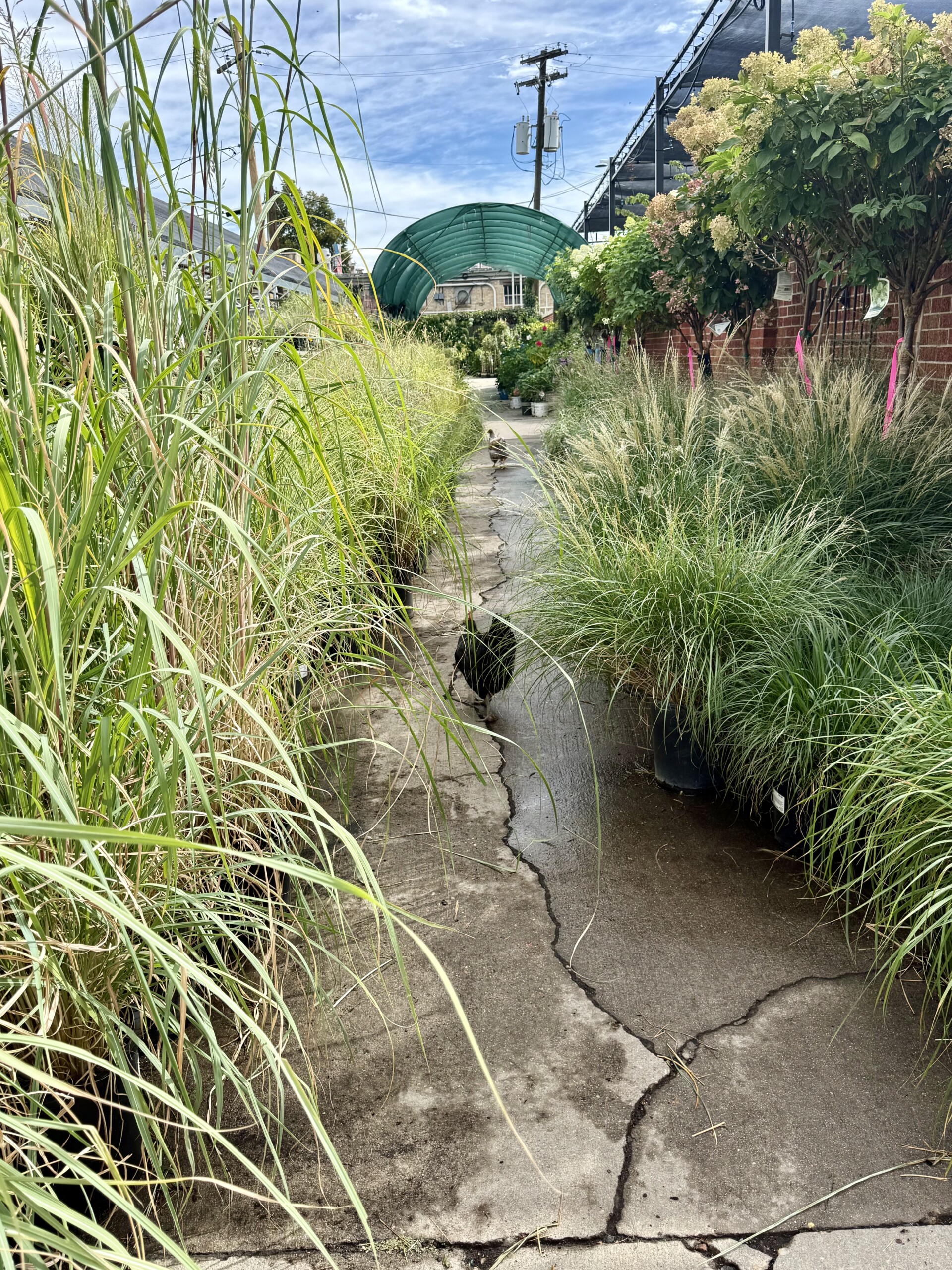 Grasses