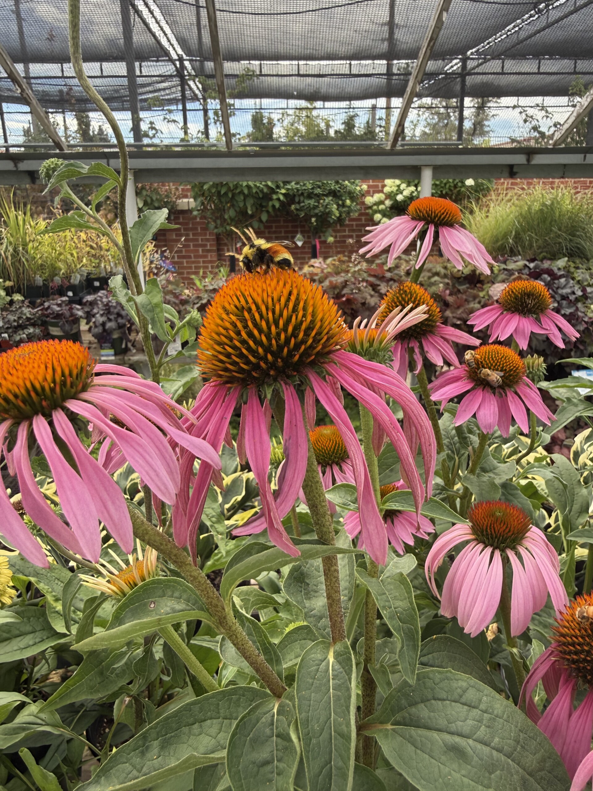 Coneflower